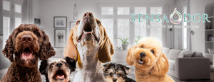 10 consejos para mantener tu casa con mascotas limpias (2)