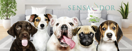 10 consejos para mantener tu casa con mascotas limpias (1)