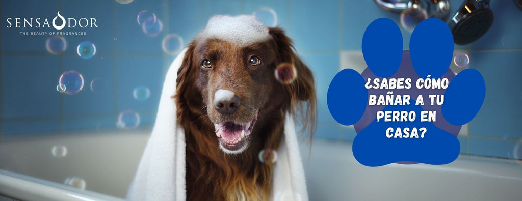 ¿Sabes cómo bañar a tu perro en casa?